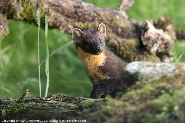 Pine Marten, Scotland Picture Board by Alan Crawford
