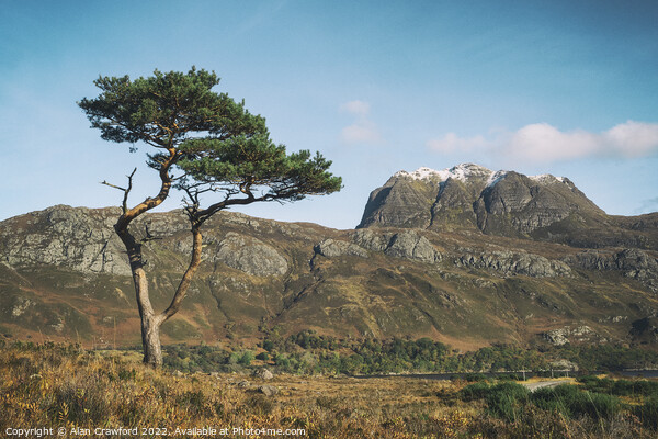 Slioch and Pine Tree, Scotland Picture Board by Alan Crawford