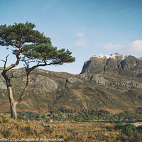Buy canvas prints of Slioch and Pine Tree, Scotland by Alan Crawford