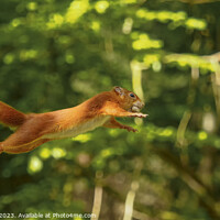 Buy canvas prints of Red Squirrel Jumping between Trees by Alan Crawford