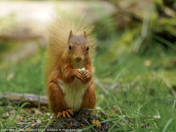 Red squirrel eating a nut Picture Board by Alan Crawford
