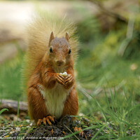 Buy canvas prints of Red squirrel eating a nut by Alan Crawford