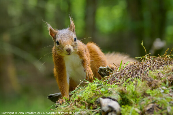 Red squirrel Picture Board by Alan Crawford