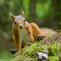 Buy canvas prints of Red squirrel by Alan Crawford
