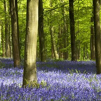 Buy canvas prints of Bluebell Wood Watercolour by Alan Crawford