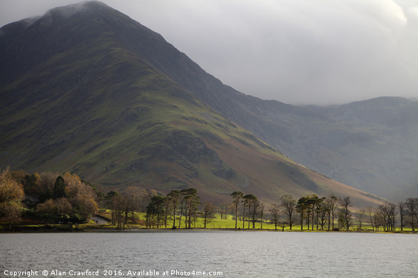 Buttermere Pines, Lake District Picture Board by Alan Crawford