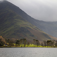 Buy canvas prints of Buttermere Pines, Lake District by Alan Crawford