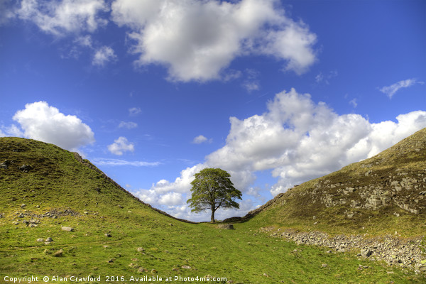 Sycamore Gap on Hadrian's Wall Picture Board by Alan Crawford