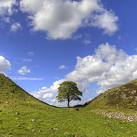 Buy canvas prints of Sycamore Gap on Hadrian's Wall by Alan Crawford