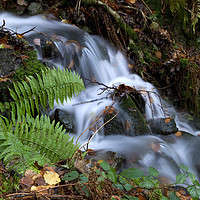 Buy canvas prints of Fern and waterfall, Lake District by Alan Crawford