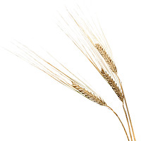 Buy canvas prints of Three Barley Ears on White by Alan Crawford
