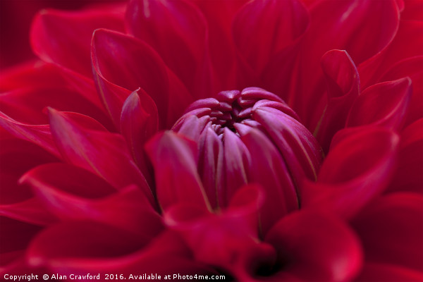 Red Dahlia Flower Picture Board by Alan Crawford