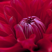 Buy canvas prints of Red Dahlia Flower by Alan Crawford