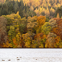 Buy canvas prints of Autumn Colours, Perthshire by Alan Crawford