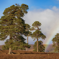 Buy canvas prints of Scots Pines and Rainbow by Alan Crawford