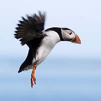 Buy canvas prints of Puffin in Flight by Alan Crawford