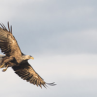 Buy canvas prints of White Tailed Eagle, Finland by Alan Crawford