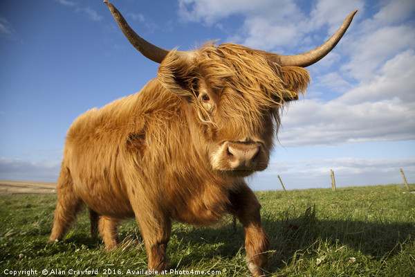 Highland Cow Picture Board by Alan Crawford