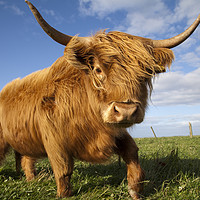 Buy canvas prints of Highland Cow by Alan Crawford