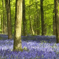 Buy canvas prints of Bluebell Wood and Beech Trees by Alan Crawford