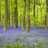 Buy canvas prints of Bluebells and Beech Trees by Alan Crawford