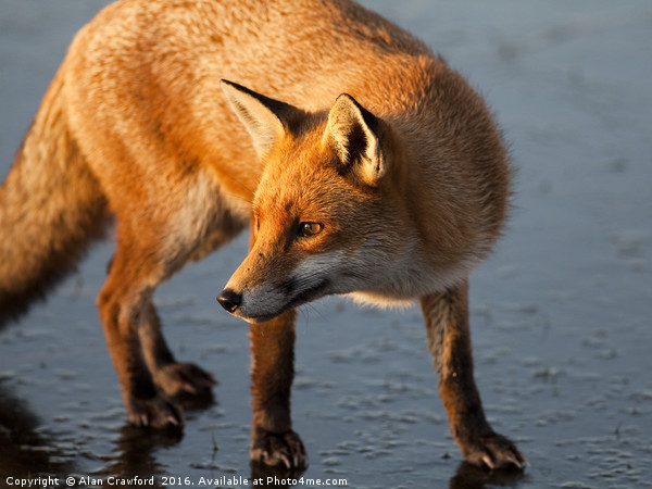 Red Fox on Icy Lake Picture Board by Alan Crawford