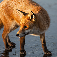 Buy canvas prints of Red Fox on Icy Lake by Alan Crawford