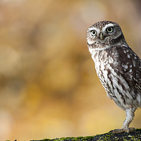 Buy canvas prints of Little Owl by Alan Crawford