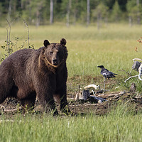 Buy canvas prints of Brown Bear in Finland by Alan Crawford