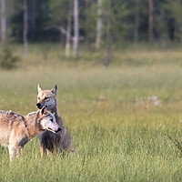 Buy canvas prints of Wolves, Northern Finland. by Alan Crawford