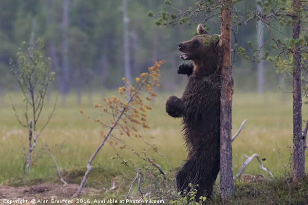 Brown Bear Scratching its back Picture Board by Alan Crawford