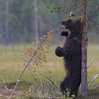 Buy canvas prints of Brown Bear Scratching its back by Alan Crawford