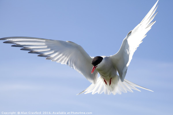 Arctic Tern Picture Board by Alan Crawford