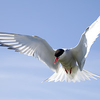 Buy canvas prints of Arctic Tern by Alan Crawford
