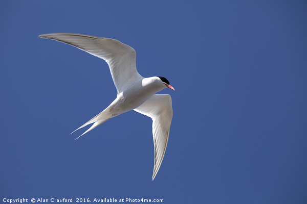 Antarctic Tern, Falkland Islands Picture Board by Alan Crawford