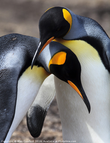 King Penguins, Falkland Islands Picture Board by Alan Crawford