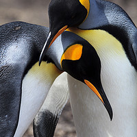 Buy canvas prints of King Penguins, Falkland Islands by Alan Crawford