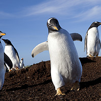 Buy canvas prints of Gentoo Penguins on the Falkland Islands by Alan Crawford