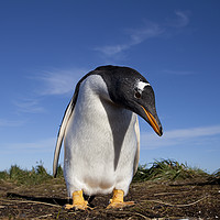 Buy canvas prints of Gentoo Penguin, Falkland Islands by Alan Crawford