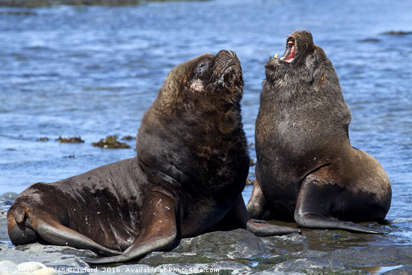 South American Sea Lions, Falkland Islands Picture Board by Alan Crawford