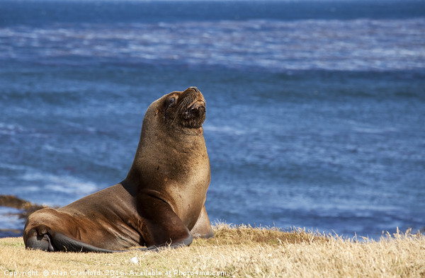 South American Sea Lion, Falkland Islands Picture Board by Alan Crawford