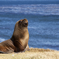 Buy canvas prints of South American Sea Lion, Falkland Islands by Alan Crawford