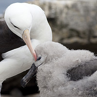 Buy canvas prints of Black-Browed Albatross and chick, Falkland Islands by Alan Crawford