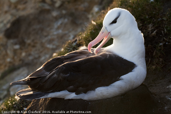 Black-Browed Albatross, Falkland Islands Picture Board by Alan Crawford