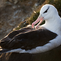 Buy canvas prints of Black-Browed Albatross, Falkland Islands by Alan Crawford