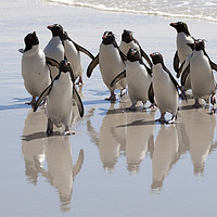 Buy canvas prints of Rockhopper Penguin, Falkland Islands by Alan Crawford