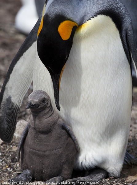 King Penguin with chick, Falkland Islands Picture Board by Alan Crawford