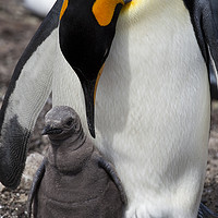 Buy canvas prints of King Penguin with chick, Falkland Islands by Alan Crawford