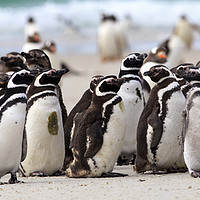 Buy canvas prints of Magellanic Penguins, Falkland Islands by Alan Crawford