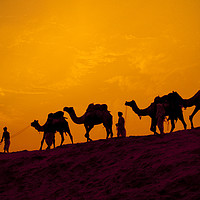 Buy canvas prints of Camels and minders in silhouette, India by Alan Crawford
